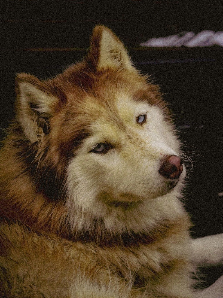 Thirza (Sans Affixe)