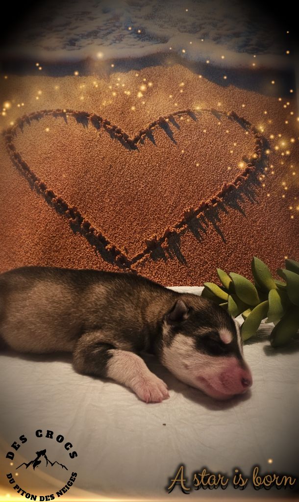 Des Crocs Du Piton Des Neiges - Chiots disponibles - Siberian Husky